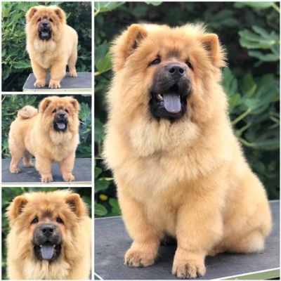 Chow Chow / au au tenci